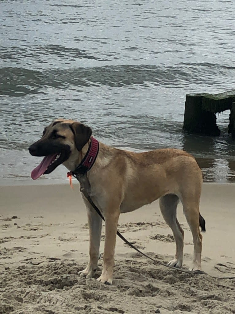 Tazz, an Anatolian Shepherd Dog and Labrador Retriever mix tested with EmbarkVet.com