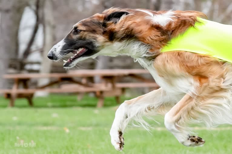 Bene, a Borzoi tested with EmbarkVet.com