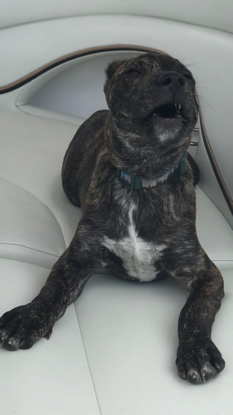 Ragu, an American Pit Bull Terrier and Siberian Husky mix tested with EmbarkVet.com