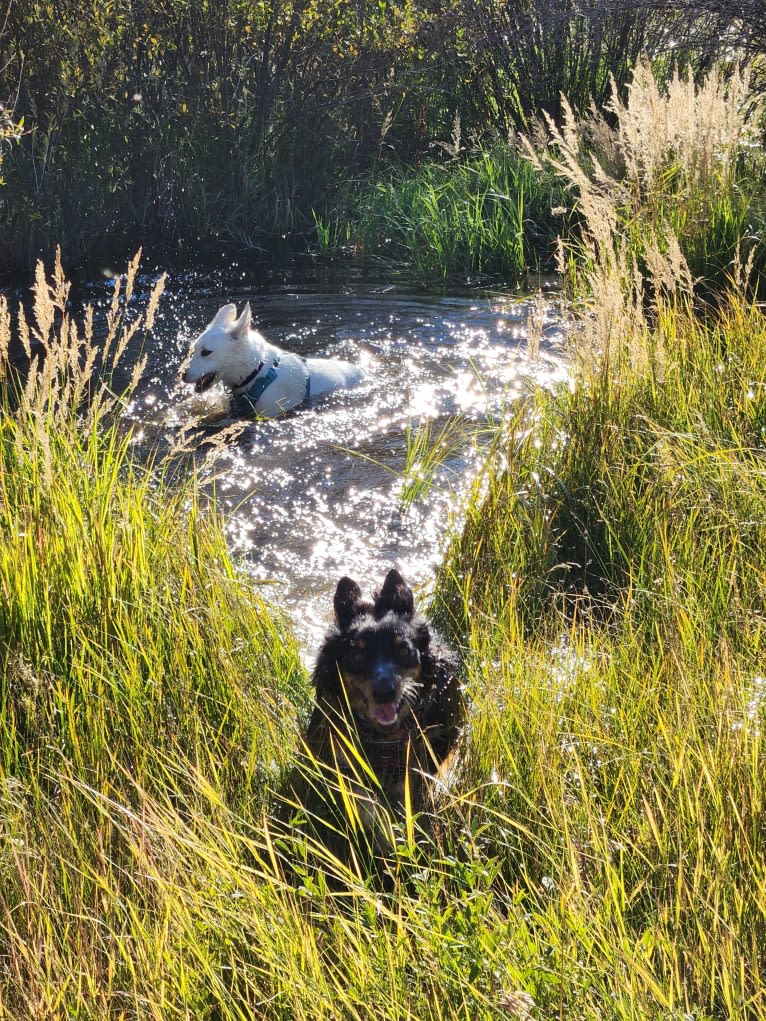 Lancer, an Australian Shepherd and Australian Cattle Dog mix tested with EmbarkVet.com