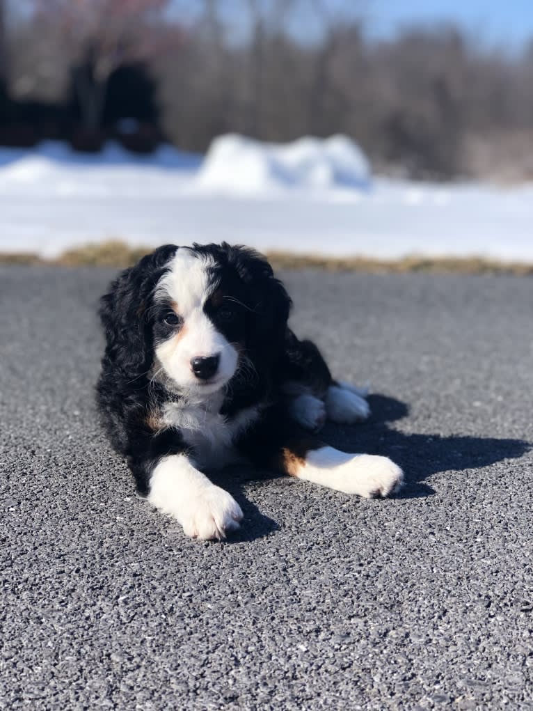 Lola, a Bernedoodle tested with EmbarkVet.com