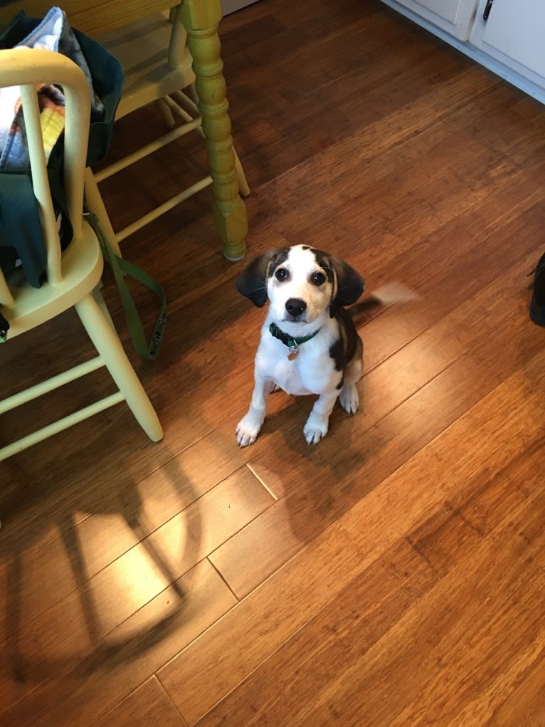 Ernie, a Treeing Walker Coonhound and Miniature/MAS-type Australian Shepherd mix tested with EmbarkVet.com