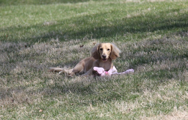 Oliver (Ollie) von Frederick, a Dachshund tested with EmbarkVet.com