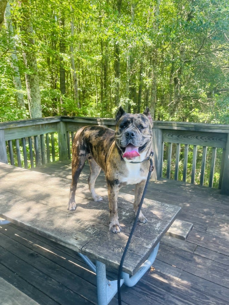 Oreo, a Bulldog and Boxer mix tested with EmbarkVet.com