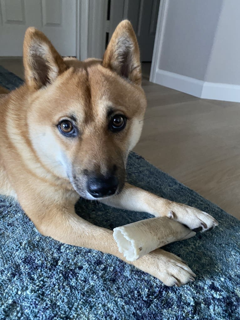 Kobe, a Shiba Inu tested with EmbarkVet.com