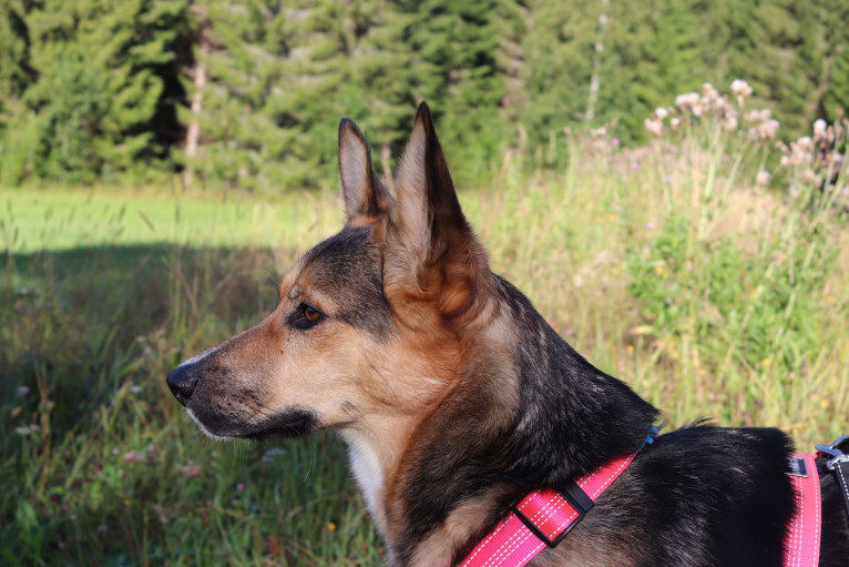 Poju, a Central Asian Village Dog tested with EmbarkVet.com