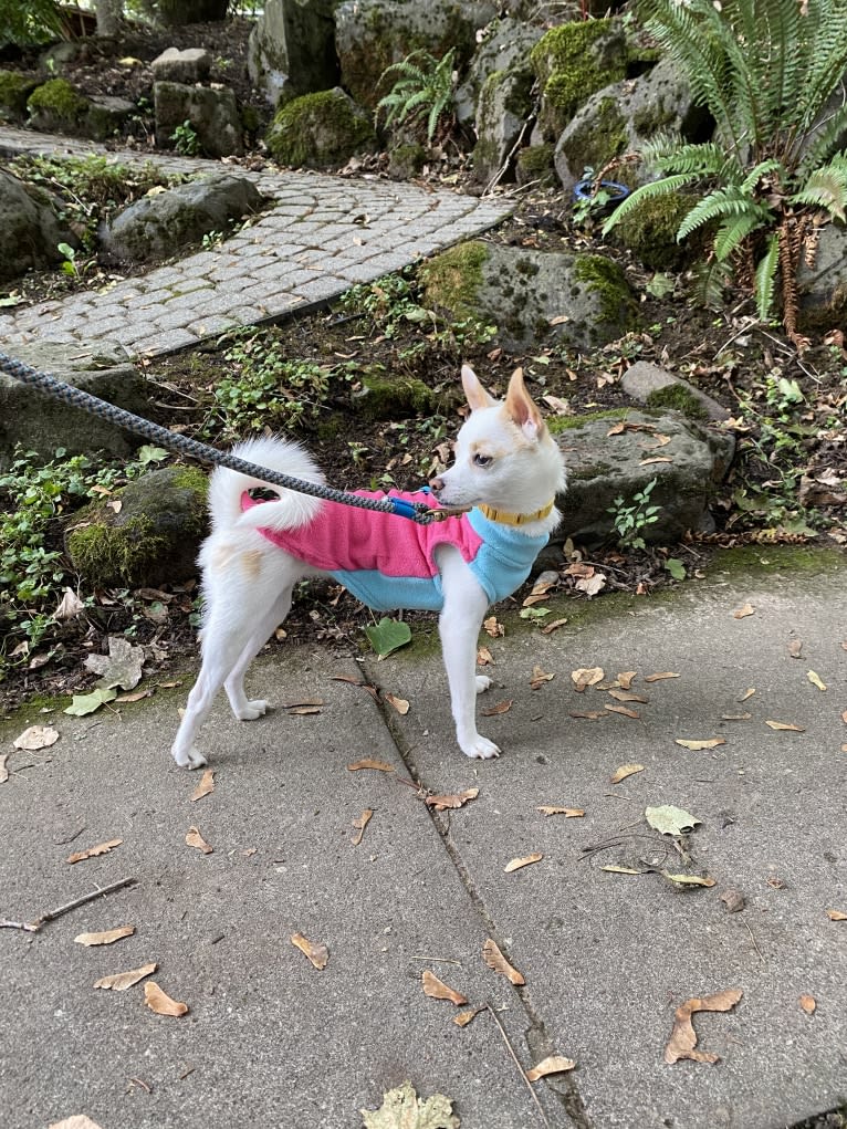Twig, a Japanese or Korean Village Dog tested with EmbarkVet.com