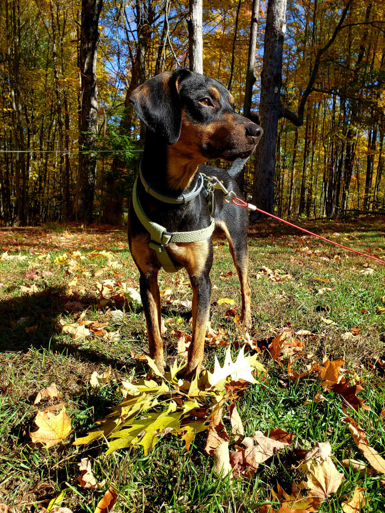 Boone, a Catahoula Leopard Dog and Poodle (Small) mix tested with EmbarkVet.com