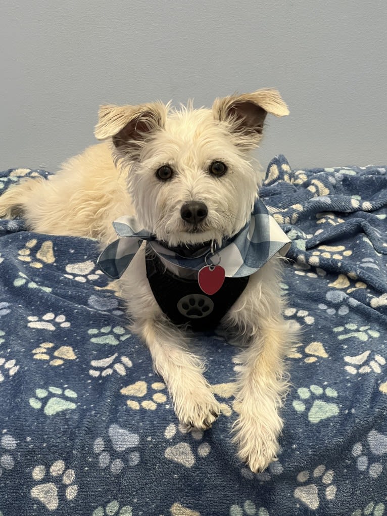 Louie, a Rat Terrier and Miniature Schnauzer mix tested with EmbarkVet.com