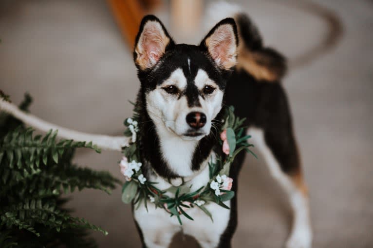 Cece, a Shiba Inu and Shih Tzu mix tested with EmbarkVet.com
