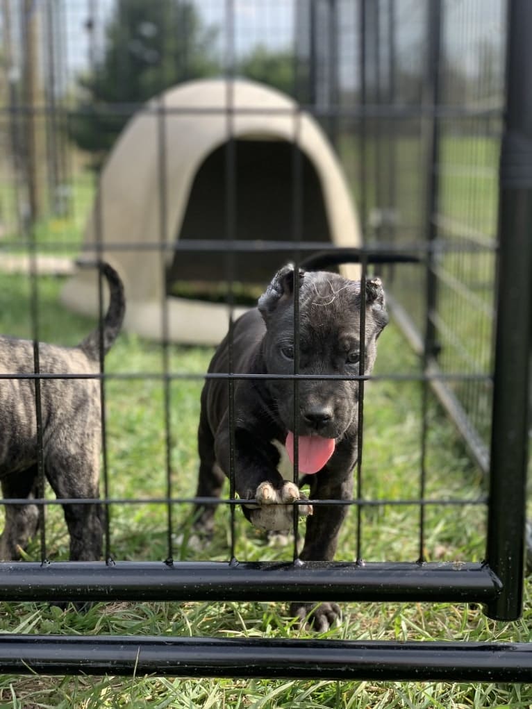 Creature, a Perro de Presa Canario tested with EmbarkVet.com