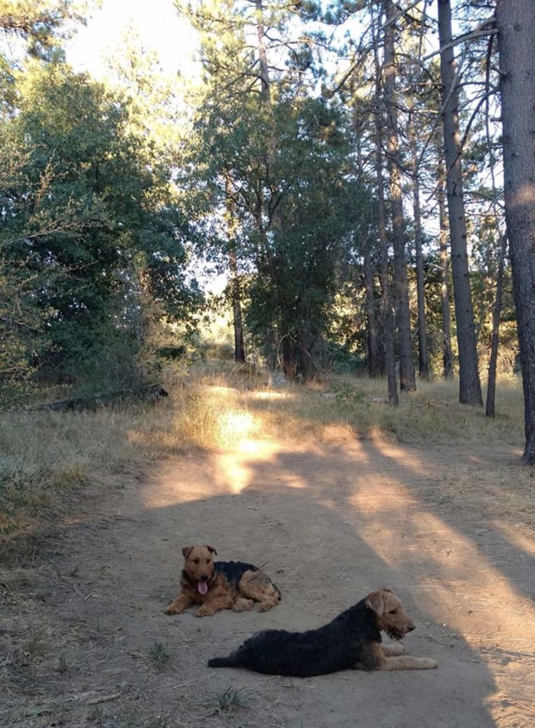 Kratos, an Airedale Terrier tested with EmbarkVet.com