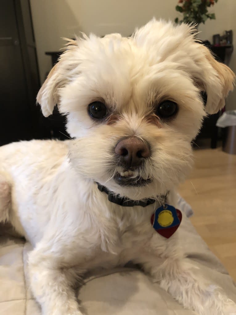 Twiggy, a Shih Tzu and American Eskimo Dog mix tested with EmbarkVet.com