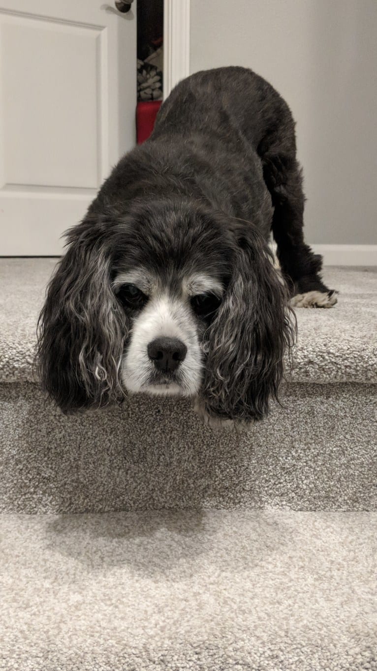 JD, a Cocker Spaniel and Lhasa Apso mix tested with EmbarkVet.com