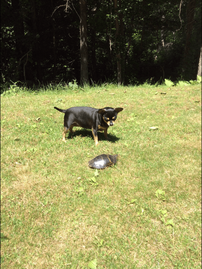 Coco, a Chihuahua tested with EmbarkVet.com