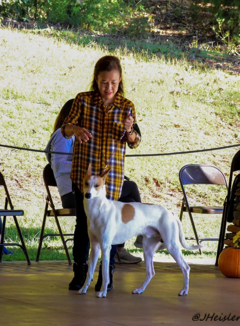 Banbury Cross Berlin, a Carolina Dog tested with EmbarkVet.com