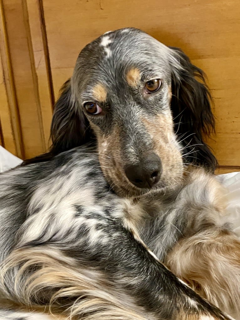 Libby, an English Setter tested with EmbarkVet.com