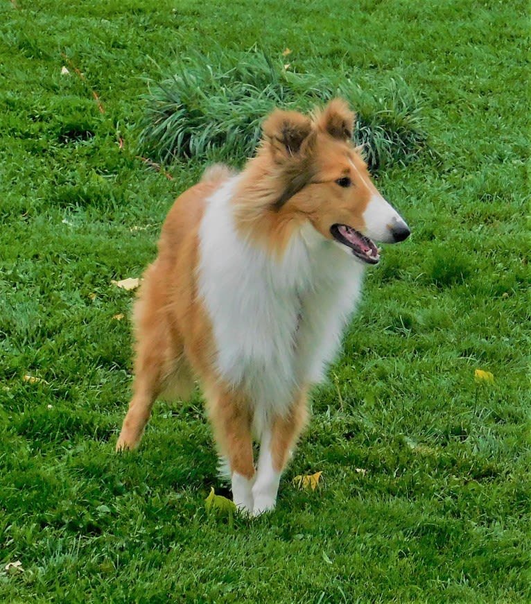 Pawsitively Paite, a Collie tested with EmbarkVet.com