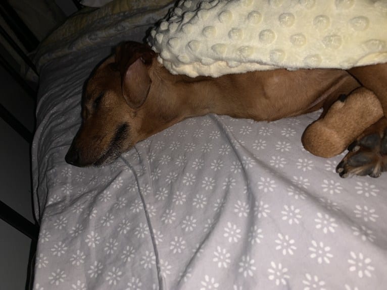 Preston, a Miniature Pinscher and Dachshund mix tested with EmbarkVet.com