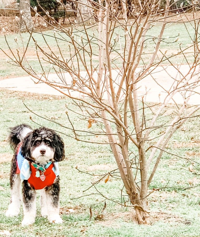 Drake, a Bernese Mountain Dog and Poodle (Small) mix tested with EmbarkVet.com