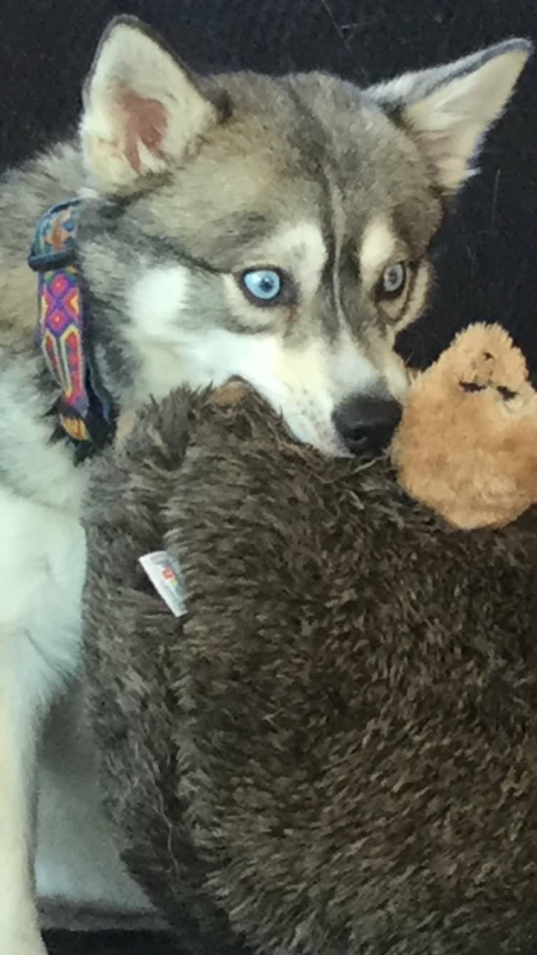 Clint, an Alaskan Klee Kai tested with EmbarkVet.com