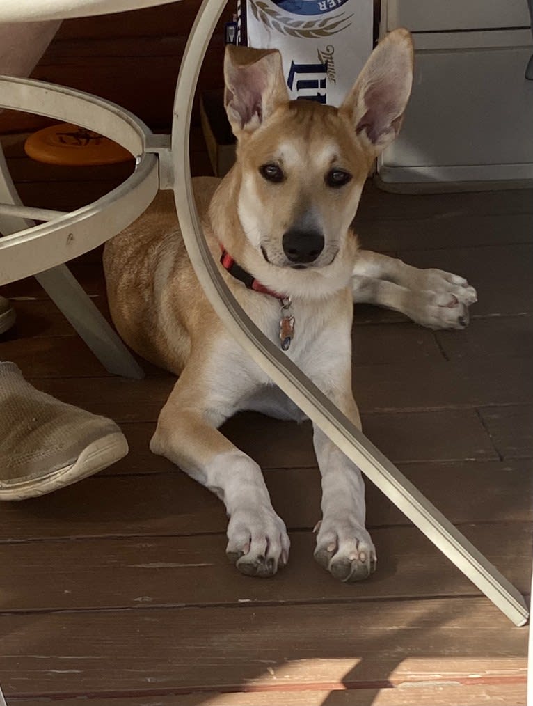 Oliver Phoenix Rogers, a Carolina Dog tested with EmbarkVet.com