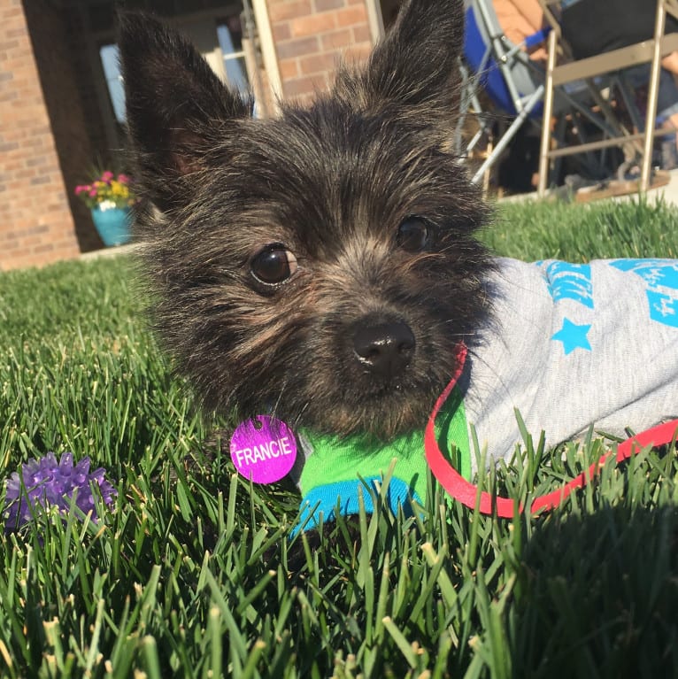 Francie, a Cairn Terrier and Yorkshire Terrier mix tested with EmbarkVet.com