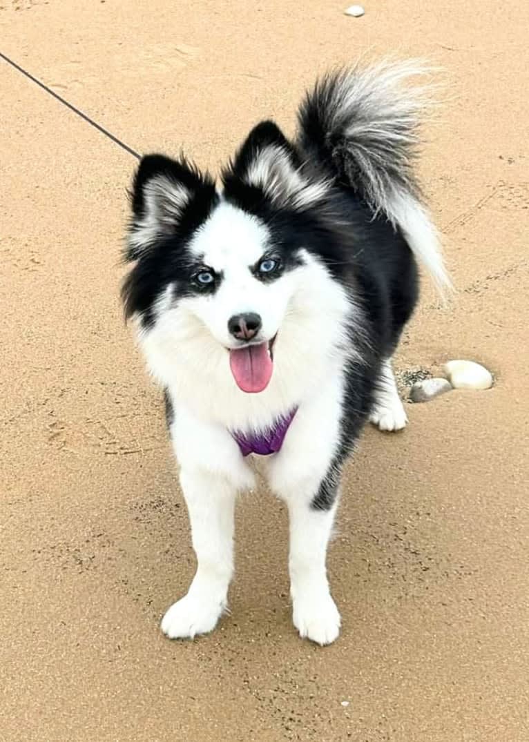 Sybel, a Pomsky tested with EmbarkVet.com