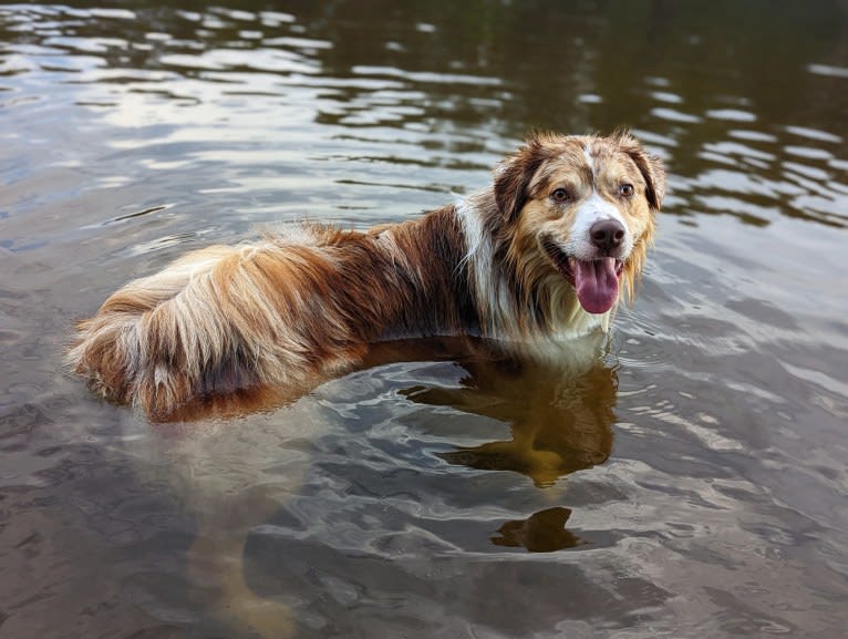 Neville, an Australian Shepherd tested with EmbarkVet.com