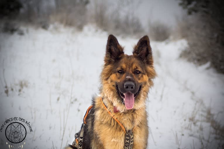 Penny, a German Shepherd Dog tested with EmbarkVet.com