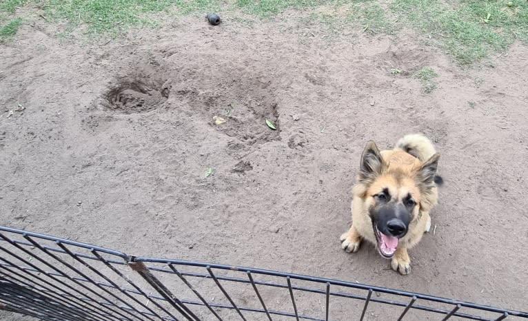 Tinos, a German Shepherd Dog and Alaskan Malamute mix tested with EmbarkVet.com