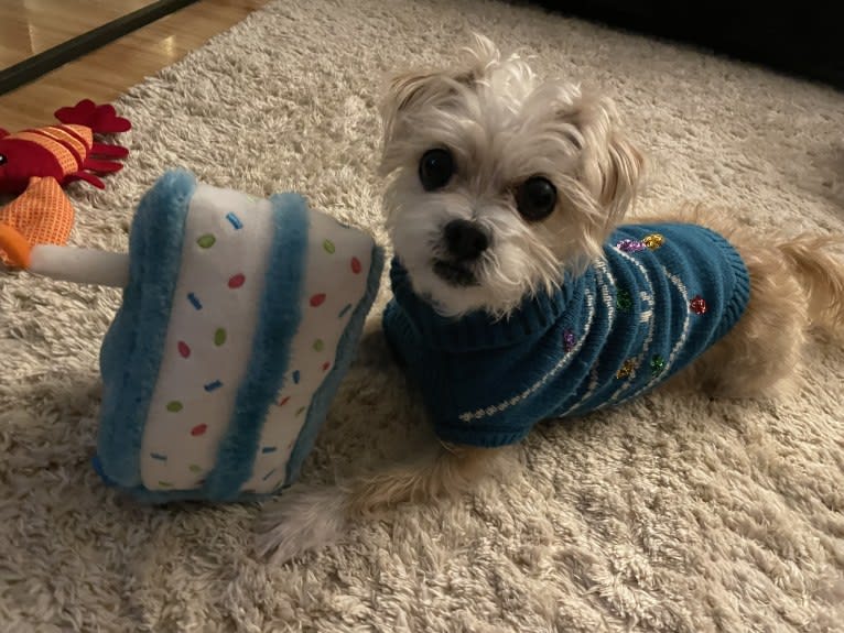 Cannoli, a Chihuahua and Lhasa Apso mix tested with EmbarkVet.com