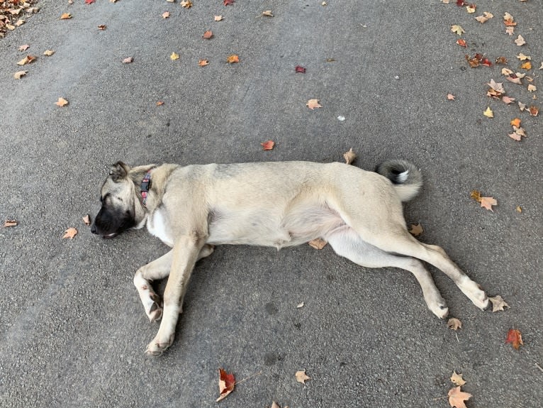 Wolf House Magna, an Anatolian Shepherd Dog tested with EmbarkVet.com