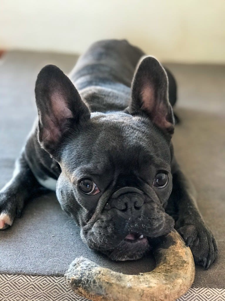 Gianna, a French Bulldog tested with EmbarkVet.com