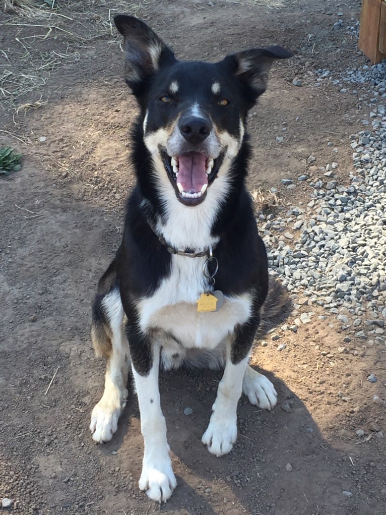 Ollie, a Border Collie tested with EmbarkVet.com