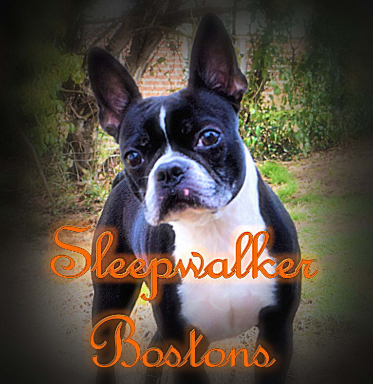 Sleepwalker Leela LaRue, a Boston Terrier tested with EmbarkVet.com