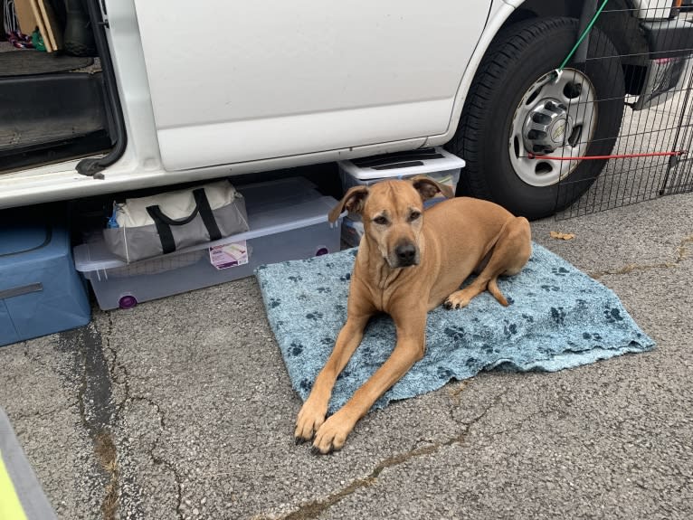 Daisy, a Rhodesian Ridgeback tested with EmbarkVet.com