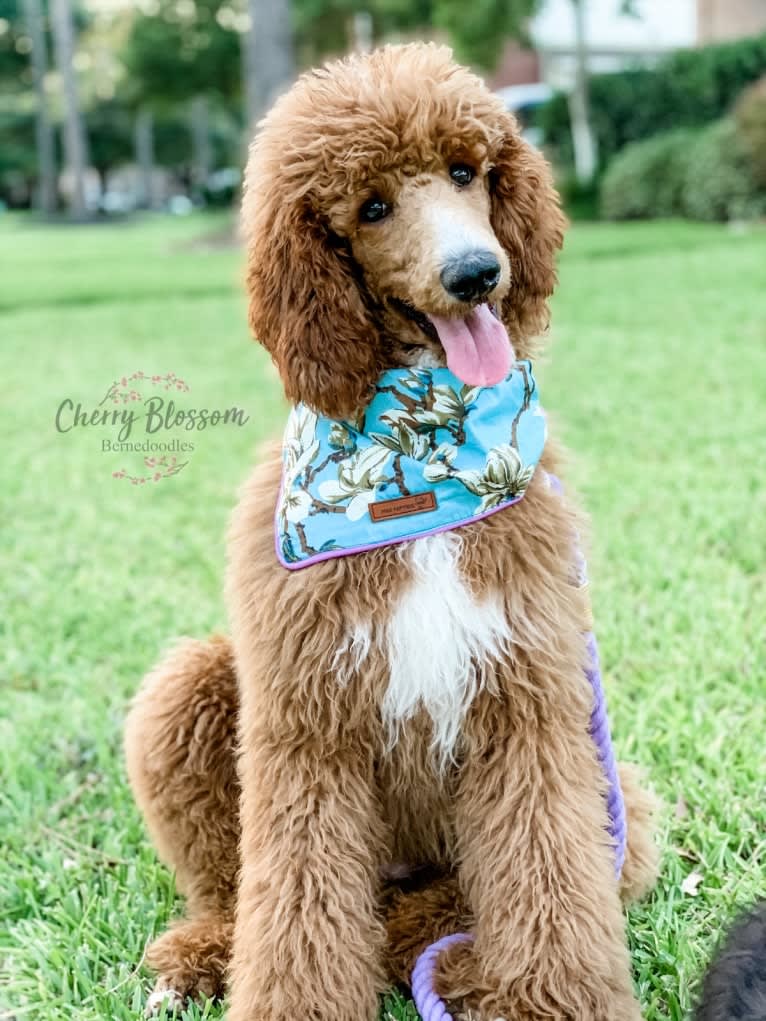 Penny, a Poodle (Standard) tested with EmbarkVet.com