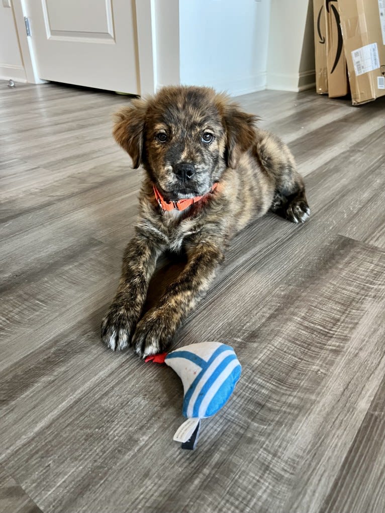 Rudder, a Labrador Retriever and Chow Chow mix tested with EmbarkVet.com