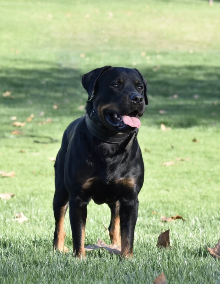 Wüstenhaus Samson, a Rottweiler tested with EmbarkVet.com