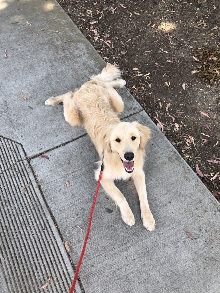 Kai, a Border Collie and Golden Retriever mix tested with EmbarkVet.com