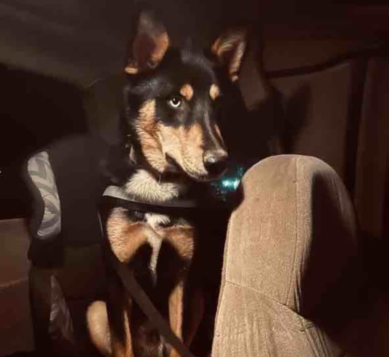 Chevy, a Siberian Husky and Collie mix tested with EmbarkVet.com