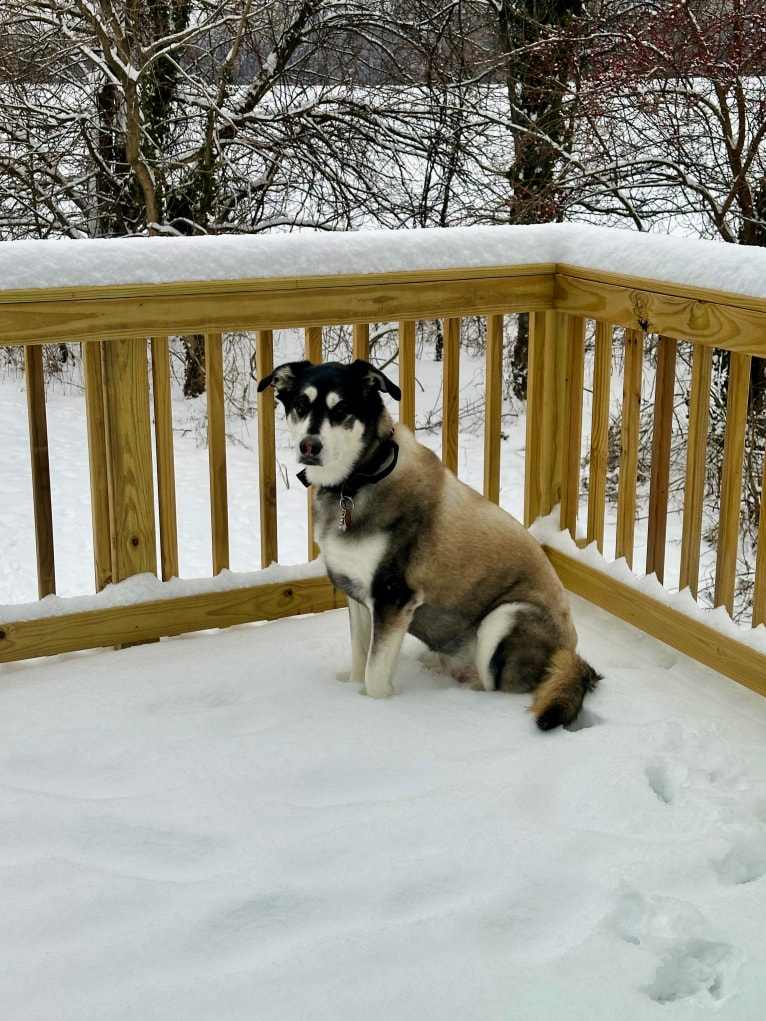 Keira, an Alaskan Malamute and Siberian Husky mix tested with EmbarkVet.com