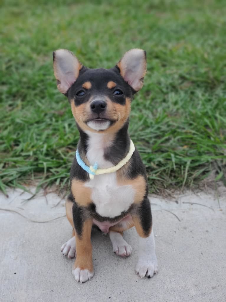 Nacho, a Rat Terrier tested with EmbarkVet.com