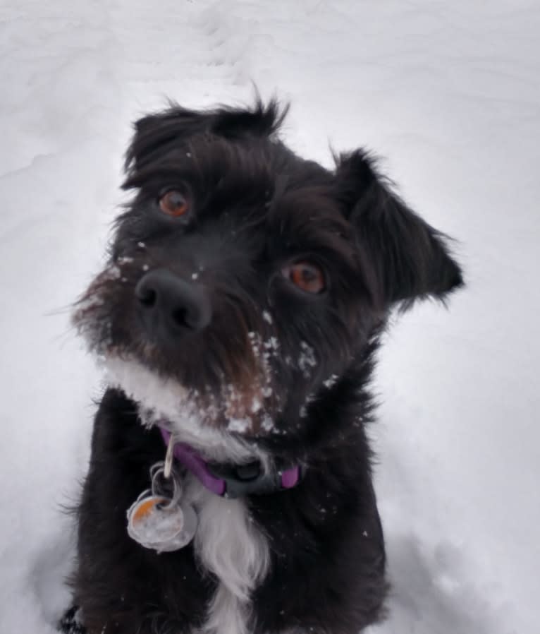 Lady, a Chihuahua and Russell-type Terrier mix tested with EmbarkVet.com