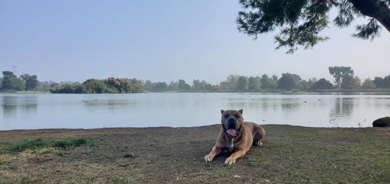 Dredd, a Cane Corso tested with EmbarkVet.com