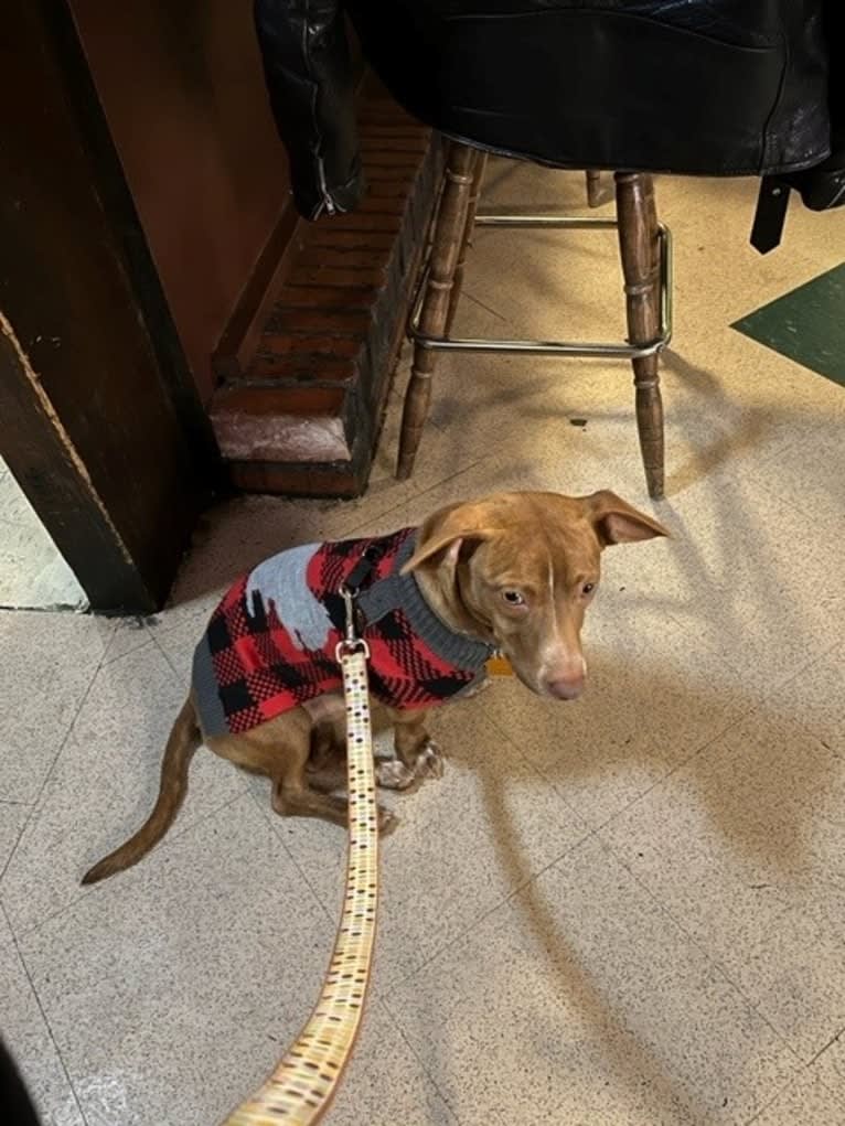 Bruce, an American Pit Bull Terrier and Chihuahua mix tested with EmbarkVet.com