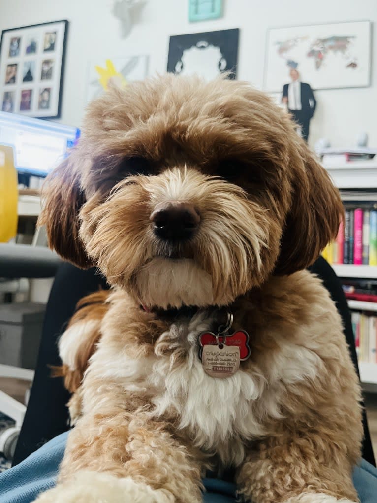 Turner, a Japanese or Korean Village Dog and Cocker Spaniel mix tested with EmbarkVet.com