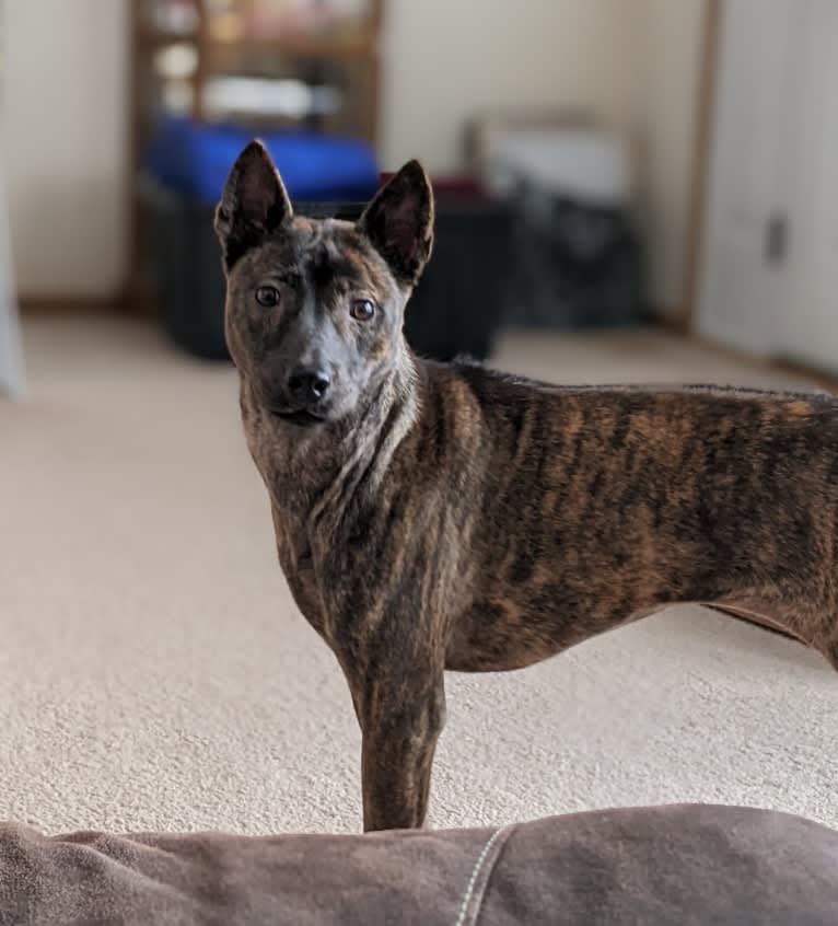 Lotus, a Phu Quoc Ridgeback tested with EmbarkVet.com