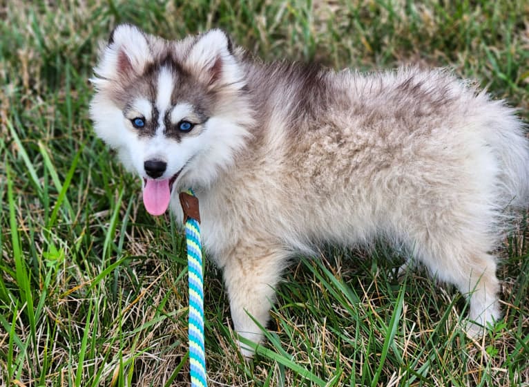 Argento, a Pomsky tested with EmbarkVet.com